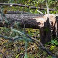 Päästjad on üle Eesti pidanud tegelema 16 teele kukkunud puuga