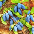 Sinine kuslapuu on väärt taim, mille marjad saavad söömisküpseks juuni alguses enne maasikaid