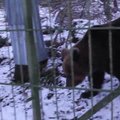 Karu Karoliina Elistvere loomapargis uinumisele ei mõtle