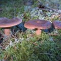 ФОТО: Ядовитый или нет? Еще раз о грибах в эстонских лесах