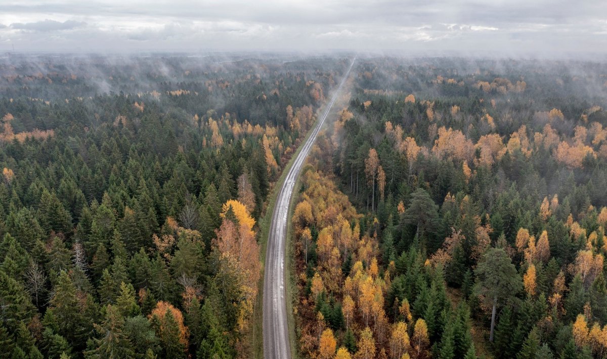 Sõrve looduskaitseala metsad