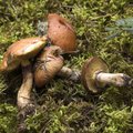 Lisaks marineerimisele, kuivatamisele ja soolamisele tasub seeni ka külmutada