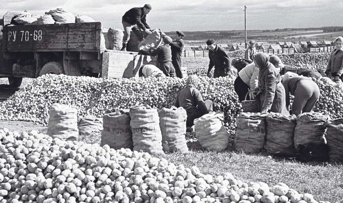 Kuubasse saatmiseks tuli kartulid ükshaaval lapiga puhtaks pühkida. Sellel pildil sorteeritakse kartulisaaki Tartu rajoonis Sootaga sovhoosis.