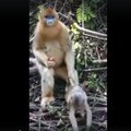 VIDEO | Stiilinäide: ahviema leiutas pisipõnni valvamiseks vahva viisi