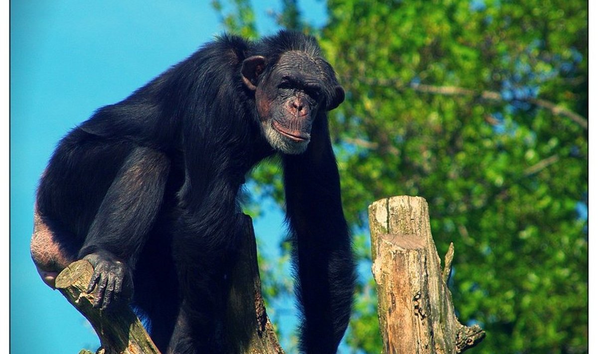 Šimpans puu otsas