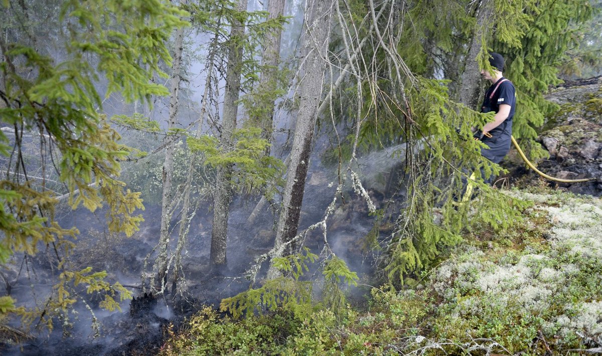 Tuletõrjuja 2014. aastal Rootsi suurt metsapõlengut kustutamas.