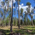 METSATEADUS | Aegjärkse raie järel seob mets süsinikku kasinalt