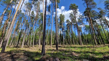 METSATEADUS | Aegjärkse raie järel seob mets süsinikku kasinalt