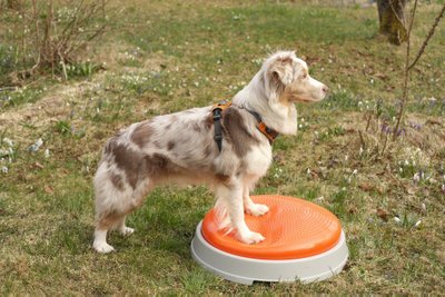 Süvalihaste treening on koerte võimlemise üks olulisemaid komponente, mille roll on hea rühi ja võimalikult sümmeetrilise kehahoiu tagamine.