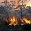 Eestlane Austraalias, jaga infot suure tulekahju kohta!