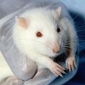 USA teadlased suutsid rotile ununenud asjad elektrišokikeste abil meelde tuletada