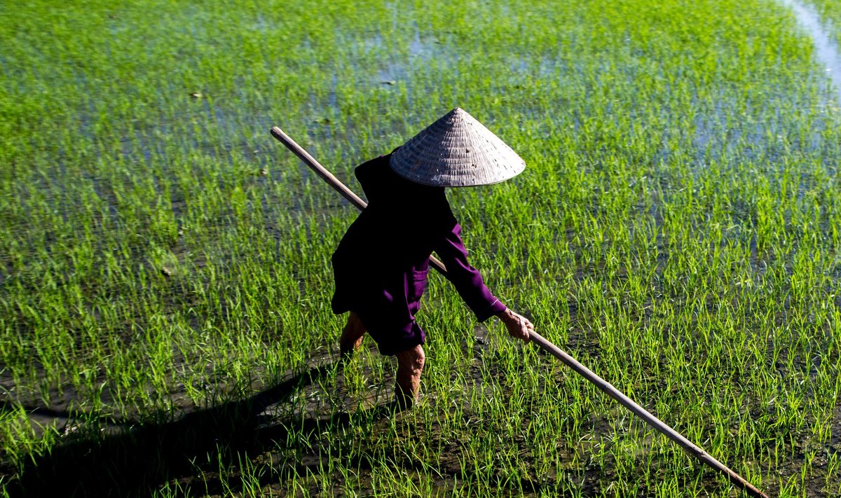 ELU RASKEM KUI EESTIS: Keskmise Vietnami riisifarmeri kuine sissetulek jääb sageli saja euro lähedusse.