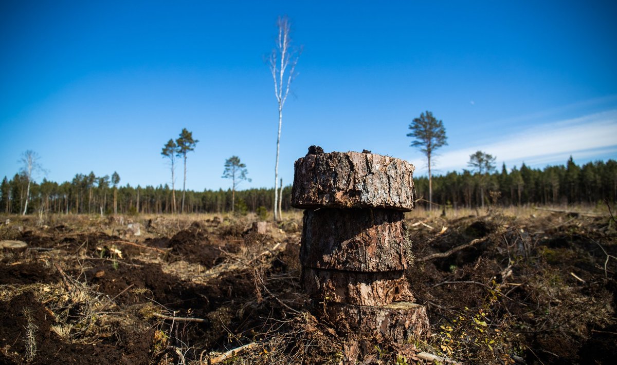 Eurosaadikud seadsid metsast saadud puidu energiaks põletamisele mahu piirangu. 