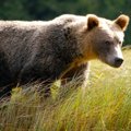 Esimest korda Eestis vaidlustasid metsa- ja metsloomakaitsjad karu küttimise eriloa