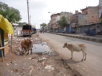 India lehmad otsivad tänavalt prügi seast toidupoolist.