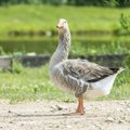 В Эстонии охота для отпугивания гусей дала положительный результат