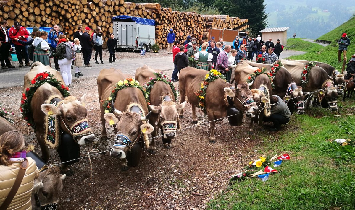 Osa Šveitsi farmereid on seisukohal, et lehmadele tuleks sarved alles jätta – kas või selleks, et oleks, kuhu vanikuid ja pärgi kinnitada, kui lehmad 1. oktoobril traditsiooni kohaselt pidulikult mägikarjamaadelt alla talvekortereisse tuuakse.