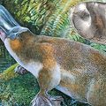 Austraaliast leiti hiidnokklooma hammas
