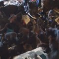 JAHMATAV VIDEO | Vanamemme loomarmastus ületas piirid: pisikesest korterist leiti 30 kassi, kelle elud on ohus