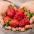 Taimetark Aili Paju: on isegi nii tundlikke inimesi, kel maasikate nägemisest tekib punetus