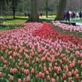 ВИДЕО | Знаменитый парк Кекенхоф запустил виртуальный тур: насладиться полями тюльпанов теперь может каждый