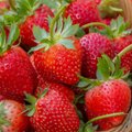 Segadused maasikatega! Fuudishi test kritiseerib Eesti maasikat. Maasikakasvataja ja teadlane vaidlevad vastu