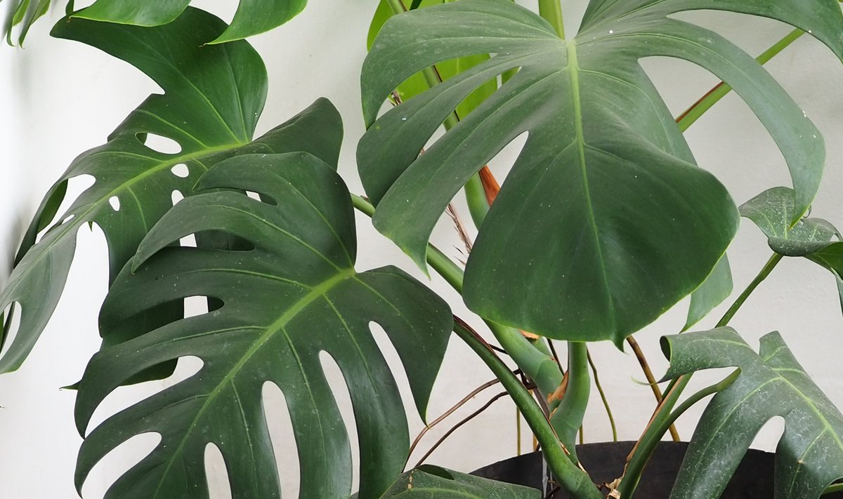Monstera nõuab vähe tähelepanu.