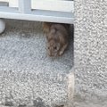 Lugeja VIDEO | Eesti Panga hoone ümbruses jooksevad ringi rotid