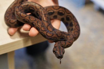 Brasiilia vikerboa