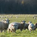 Hiiumaal algasid igasügisesed lambamurdmised