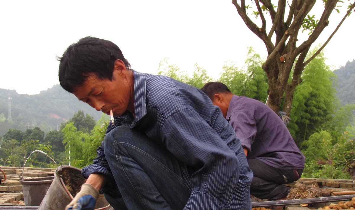Jiangxi provints, töölised laovad sillutist. Töökäsi Hiinas jätkub.
