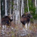 ФОТО И ВИДЕО | Эстонские лоси красуются своими шикарными рогами