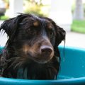 Kolm viga, mida koera pesemisel kindlasti vältima peaks