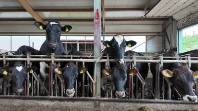 Tänases Kaska-Luiga OÜs on keskmine aastatoodang lehma kohta juba üle 11 500 kg.