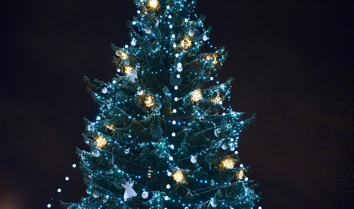 Рождественская елка. Иллюстративный снимок