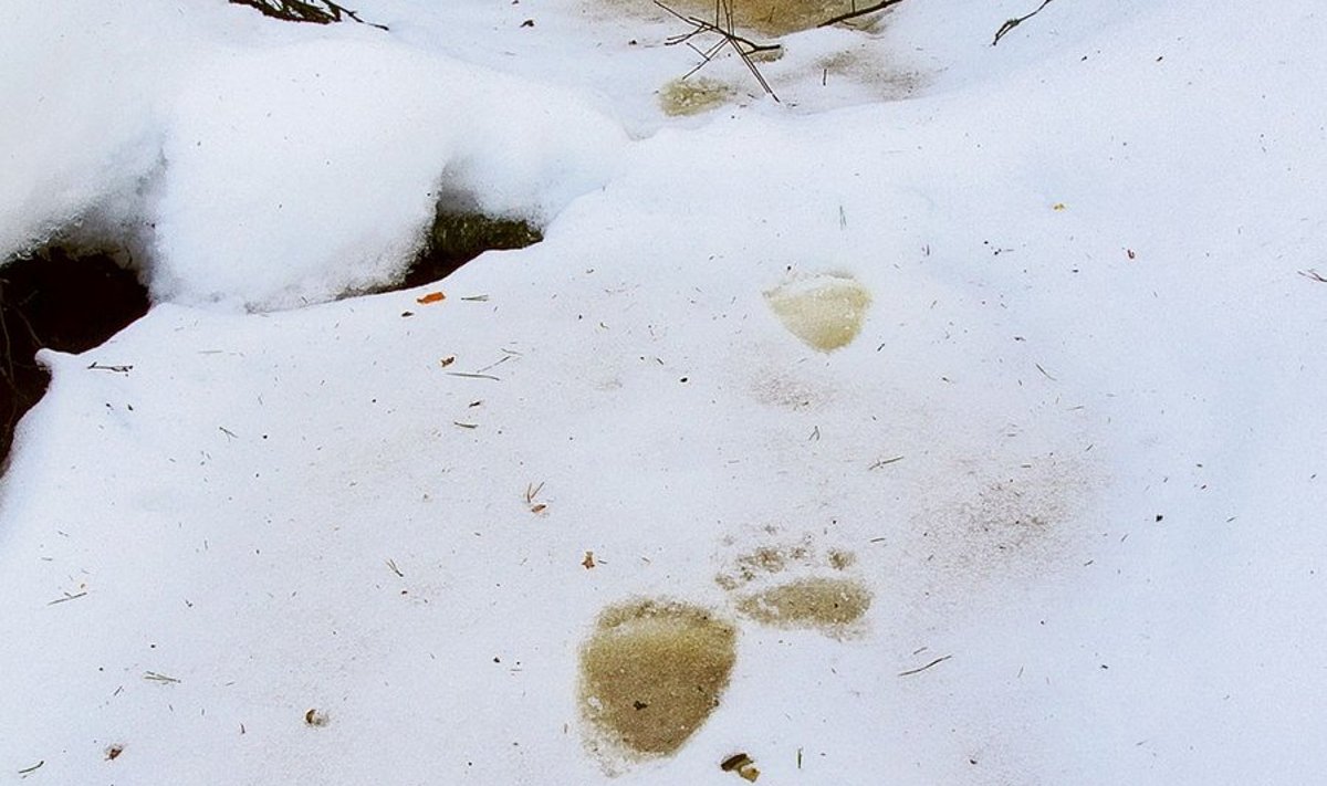Karu on koopast välja tulnud ja visalt sulavale lumele oma jäljed jätnud.