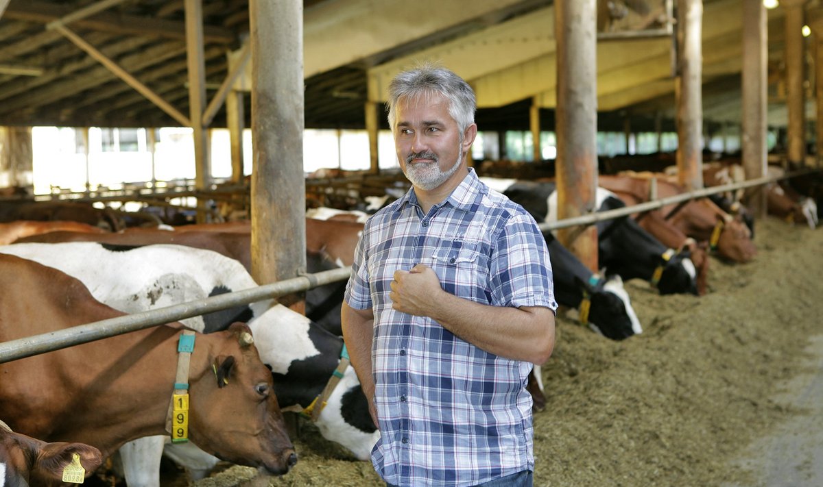 Põllumeeste uus president Tõnu Post püsib 800pealise piimakarjaga oma sõnul ikka veel pinnal ja innustab ka teisi tootjaid vastu pidama.