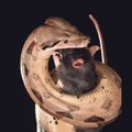 Mida toob maoaasta idamaade loomaringile?