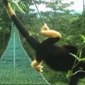 Looduse jaoks on piir kätte jõudnud? Costa Rical elavad ahvid muutuvad erkkollaseks
