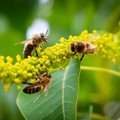Päästame mesilased! Euroopa Komisjon soovib taastada kahjustunud ökosüsteeme