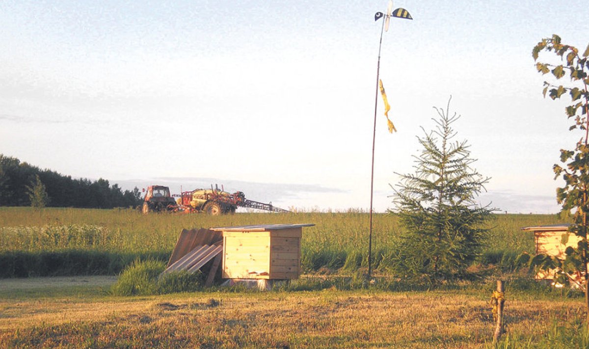 Taime­kaitsetööd ohustavad  mesilasi.  Pilt on tehtud  Lauri Kallaste  mesila juures.