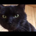 Musta kassi kuu: Maximi kõhust leitud võõrkeha jättis ka veterinaarid sõnatuks