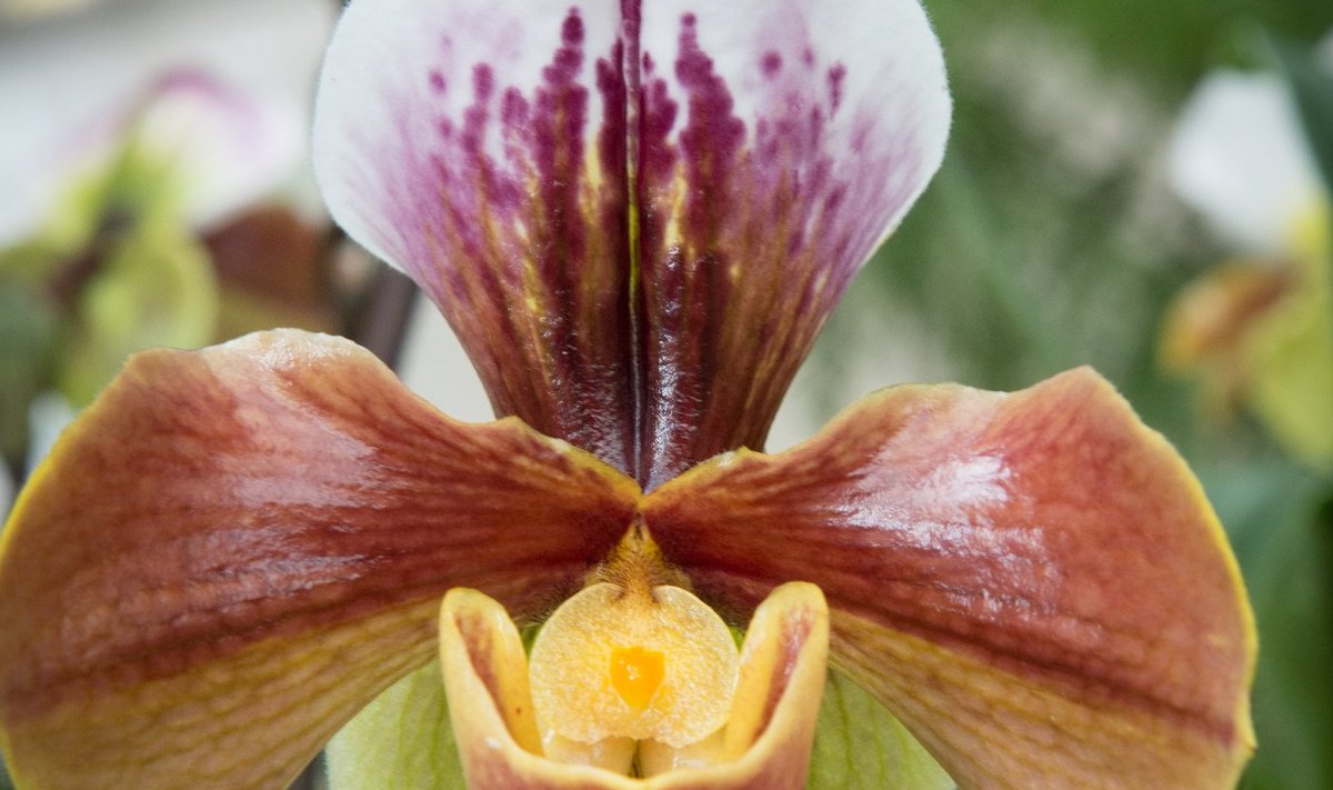 Tallinna Botaanikaaias toimub traditsiooniline orhideenäitus