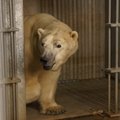 ФОТО | В Таллиннский зоопарк прибыл белый медведь Распутин