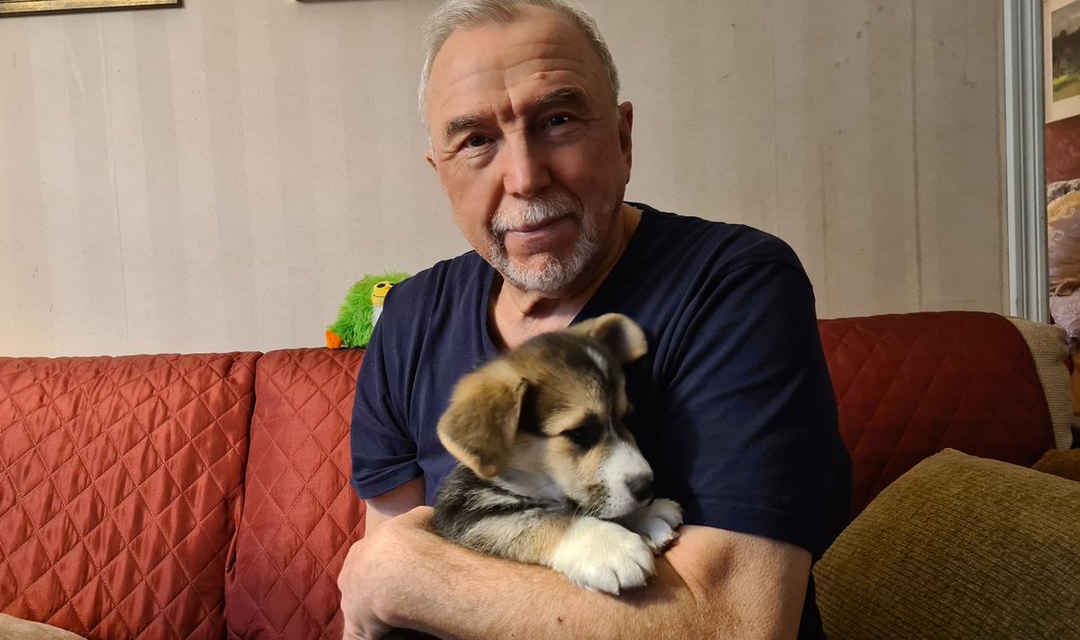 Kahekuune Gustav jõudis koju märtsis 2021. Korgi tõu tunnuseks olevad kikkis kõrvad on kutsikal veel lontis.