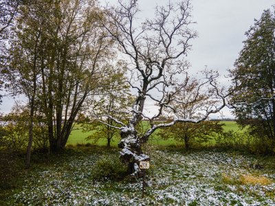 Palivere künnapuu
