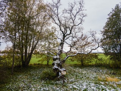 Palivere künnapuu 