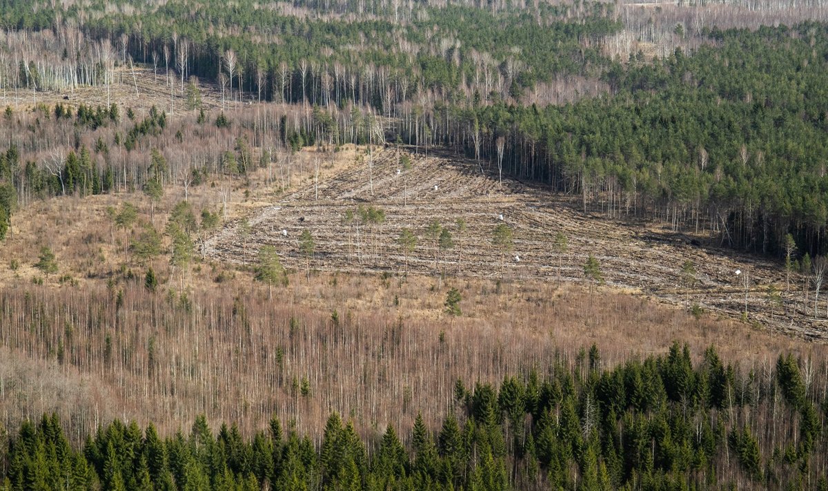 Keskkonnaühendused on Eestis peatanud hulga metsaraieid. 
