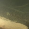 ФОТО и ВИДЕО | Археологи Морского музея продолжают исследования затонувшего судна „Нарген“ 