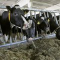 Jõgevamaa piimafarmist koondatakse 75 töötajat